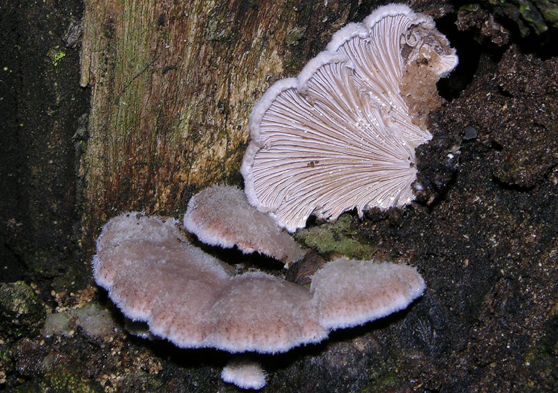 5 giorni d''acqua...poi i funghi (25 novembre)